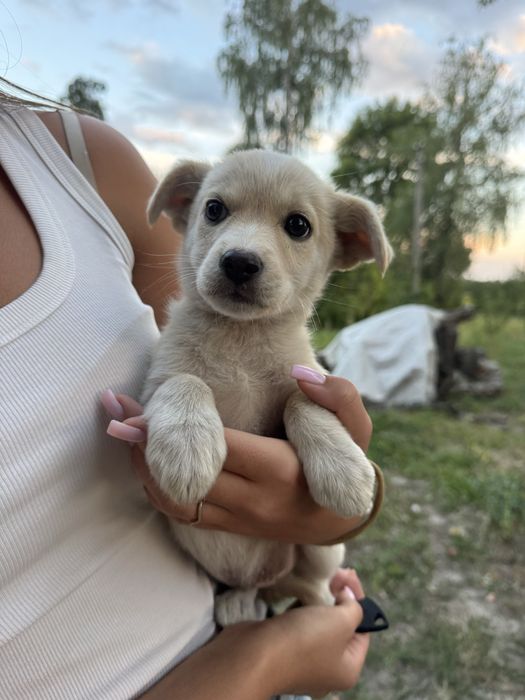 Цуценя у добрі руки!