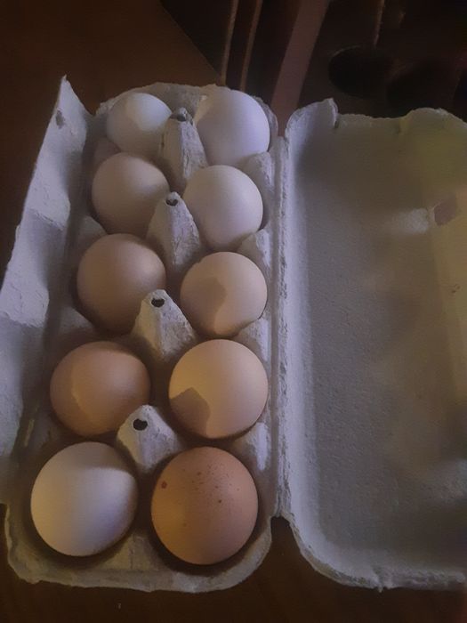 Jajka eco od kur karmionych zbożem