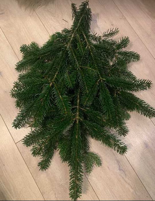 gałązki na stroiki, więce jodła kaukaska
