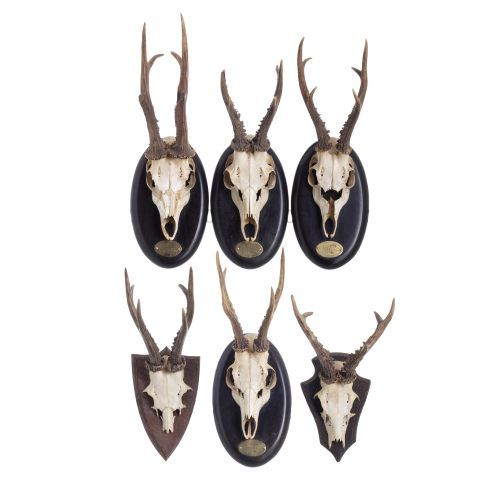 Taxidermia - Seis troféus de caça corço - 46 cm