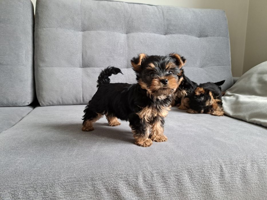 York  Yorkshire terrier  piesek  mały