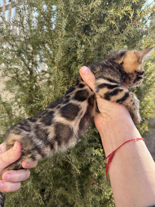 Бенгальскі кошенята з документами