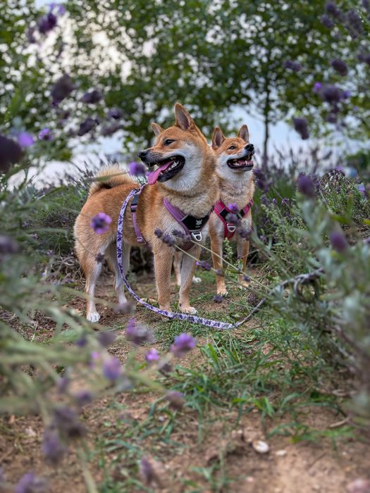 Fotografia dla twojego psiaka