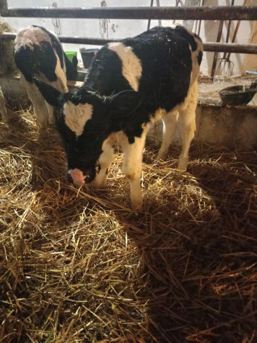 Byki cielaki 1,5 miesiąca