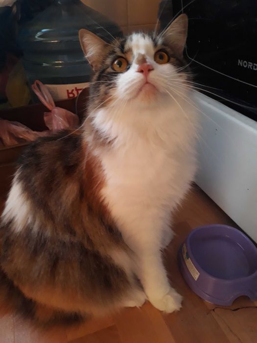 Ищем кошку, Соломенский район