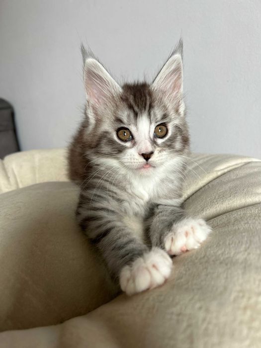 Эксклюзивные котята! Вакцинация сделана!