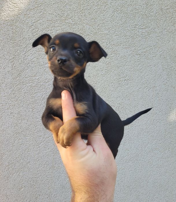 Pinscher miniatura macho