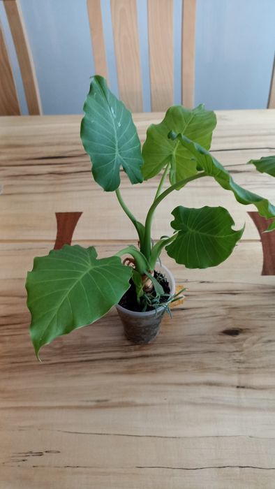 Алоказія, слонове вухо