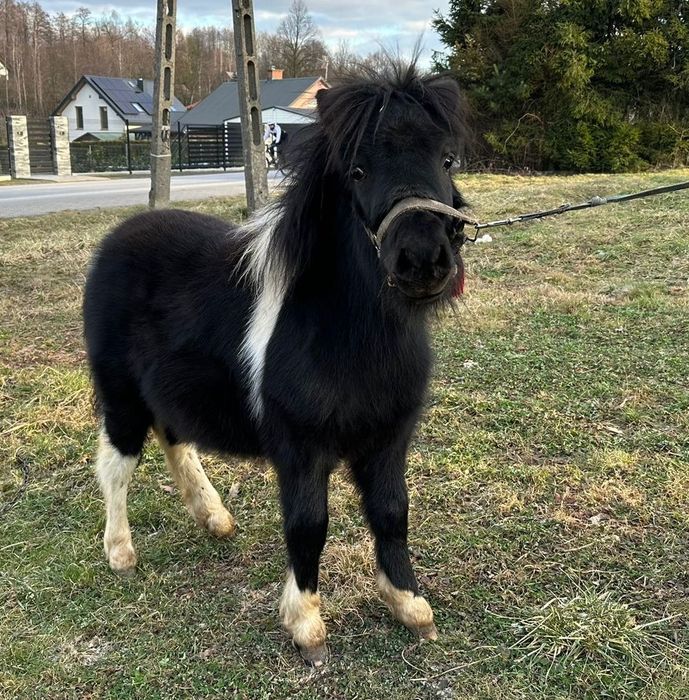 Kucyk ogierek do sprzedania