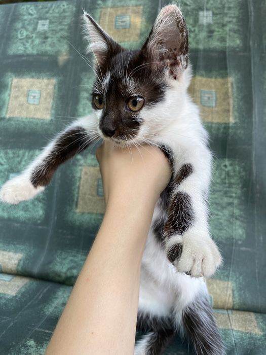 Котята метисы Сибирской