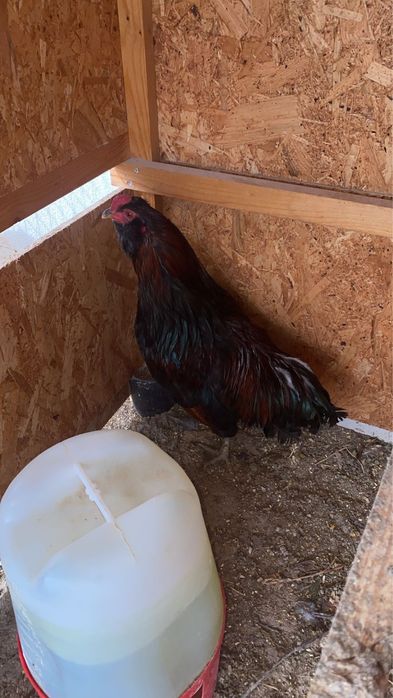 Galo Araucana -