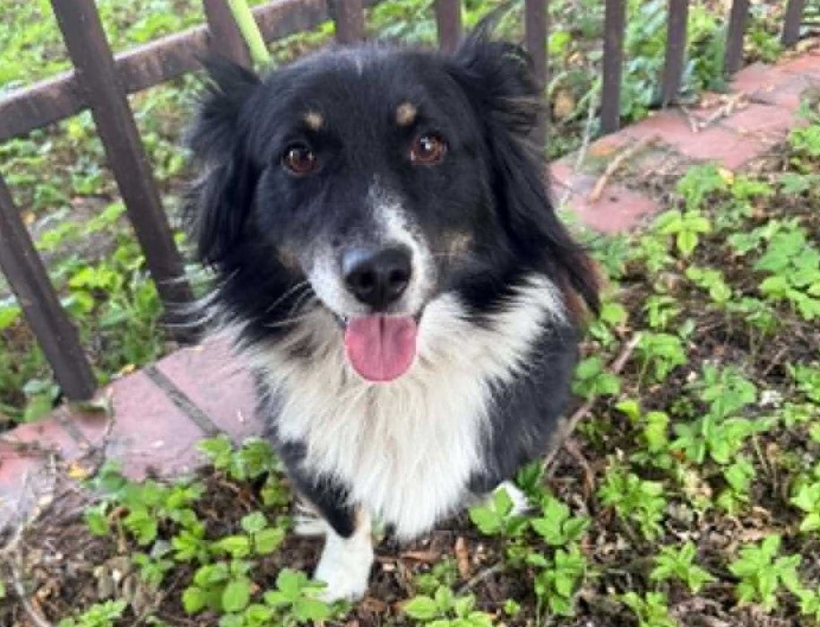 Border Collie mix szuka domu schronisko Zgierz -aktualne