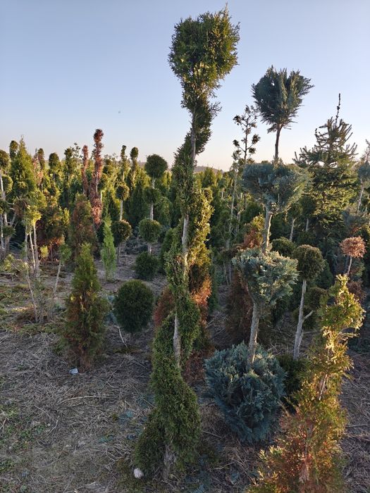 Bonsai różne wielkości, wysokości