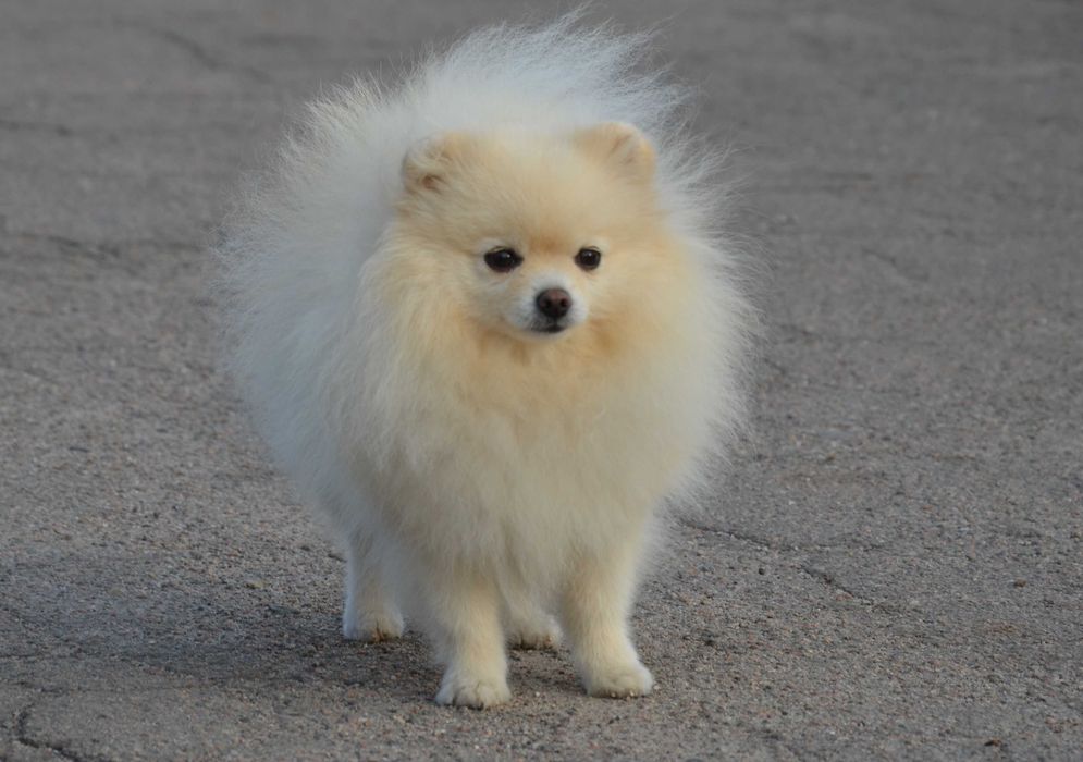 Кремовая померанка ( мини)в поиске семьи.