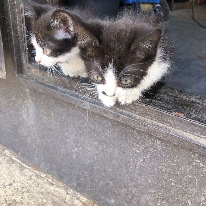Кошенята в добрі руки
