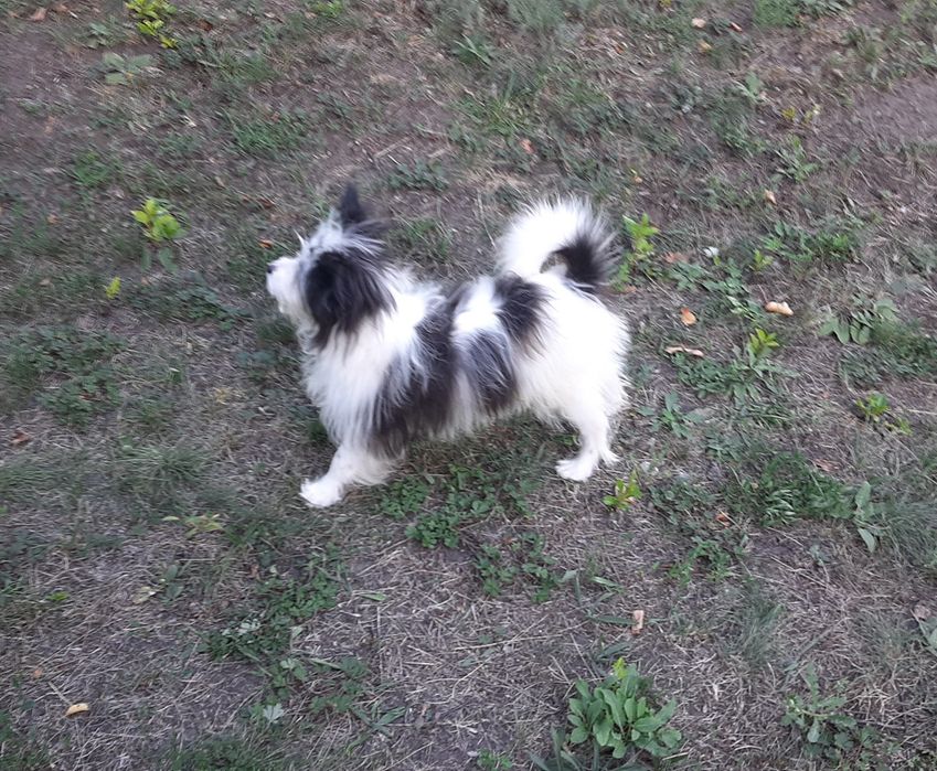 Помапу. Хлопчик.