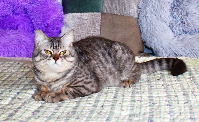 Красень британець