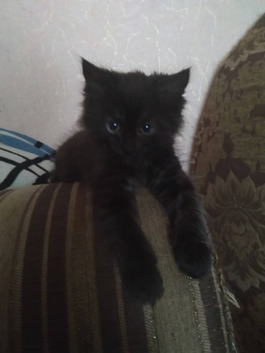 Шикарний котик шукає родину