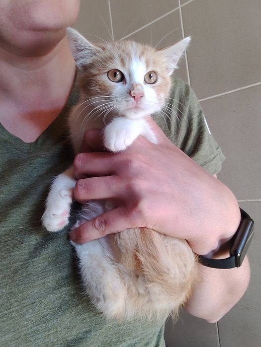 Karmel do adopcji