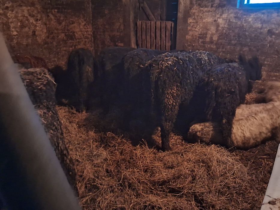 Byczki jałówki  odsadki angus