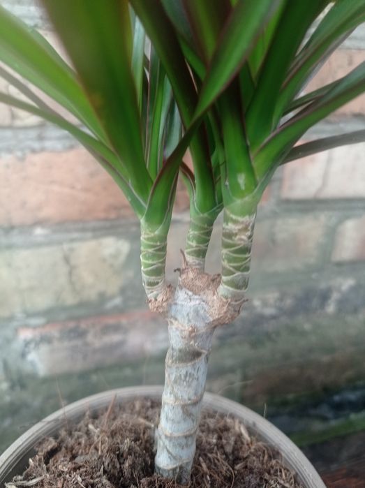 Драцена Маргината.