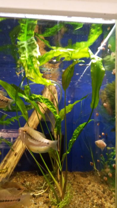 Аквариумные растения