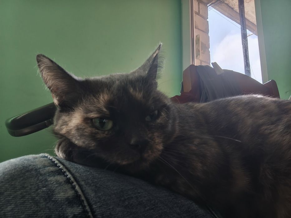 Киці потрібен господар