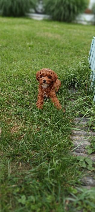 Cavapoo  chłopak