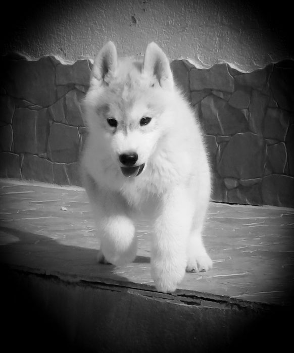 Husky Siberiano c/LOP