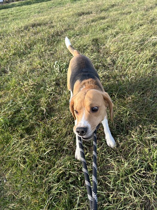 Krycie Beagle Kutno