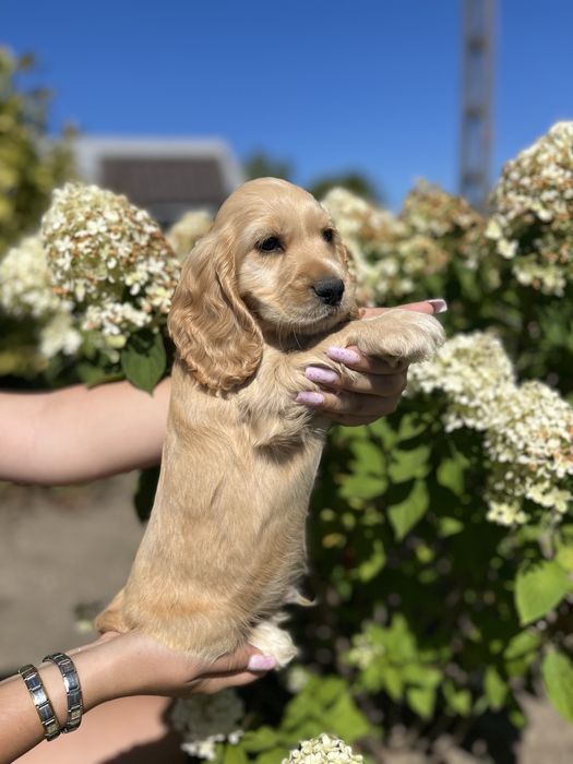 piesek cocker spaniel angielski