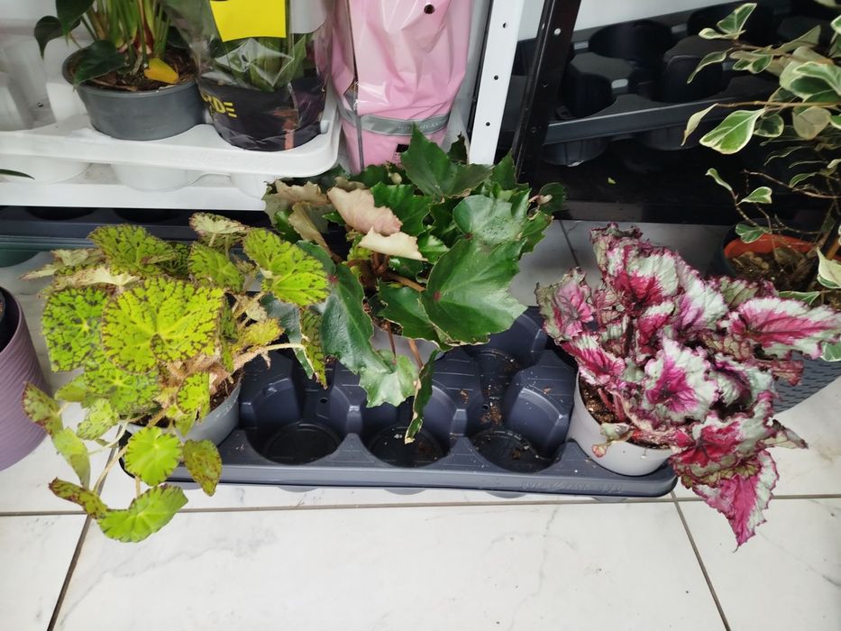 Орхідеї та інші кімнатні квіти