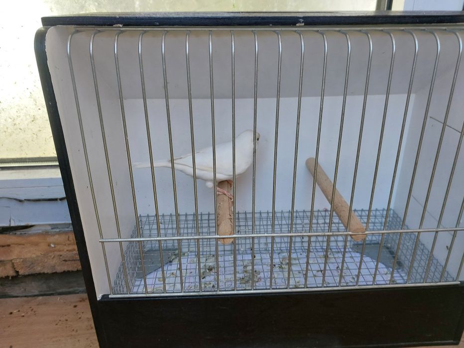 Kanarek biały sprzedam