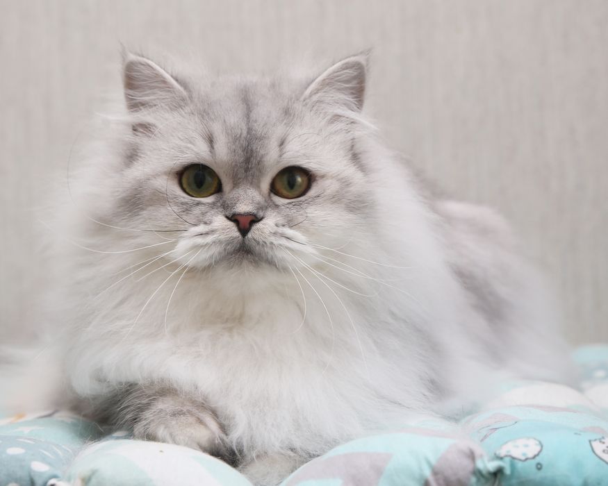 Шотландские котята в окрасе черная серебристая шиншилла