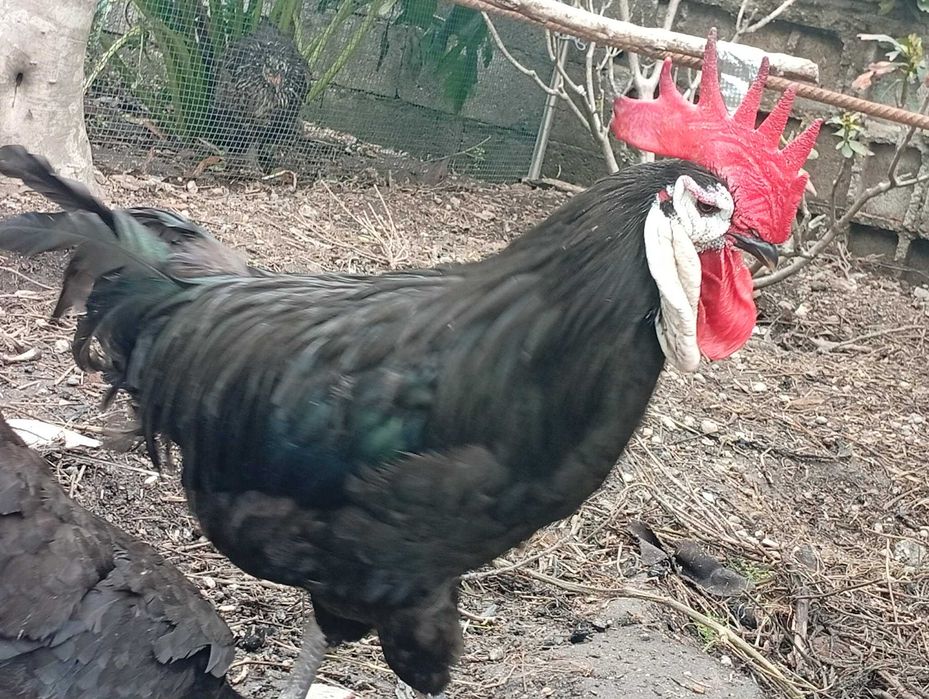 ovos galados de Jersey Gigante e de Cara de Palhaço