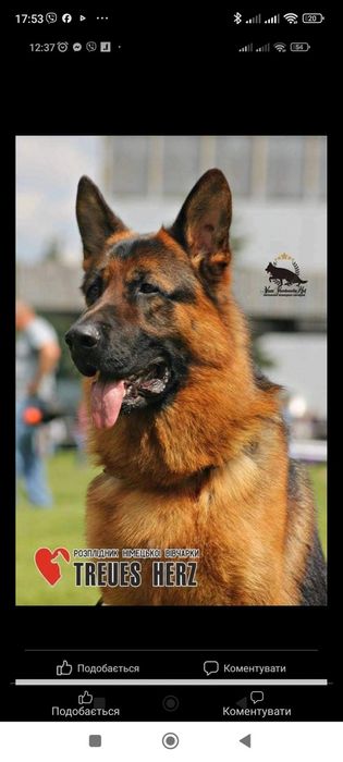 Німецька вівчарка цуценята