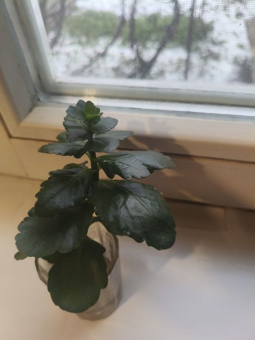 Росточки каланхое