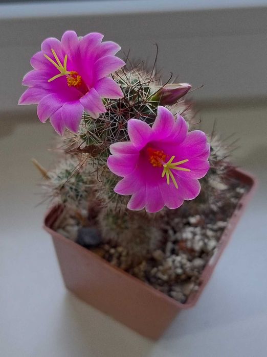 Детки кактуса  маммиллярии крупноцветковой Mammillaria mazatlanensis