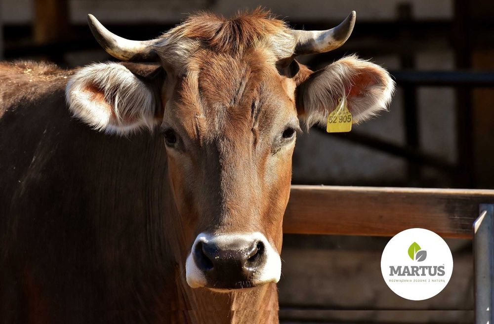 Kreda Pastewna -Big Bag