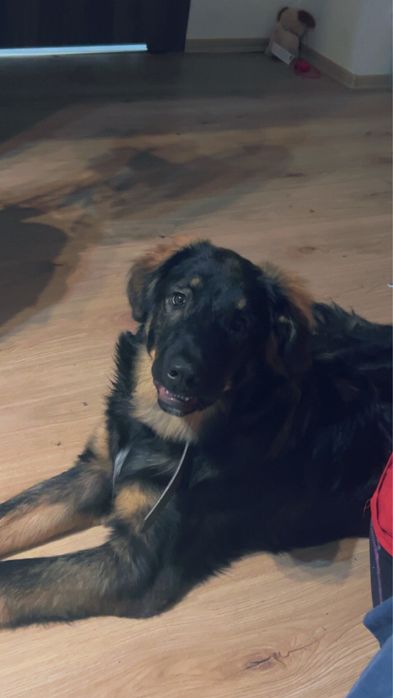 oddam pieska za darmo.