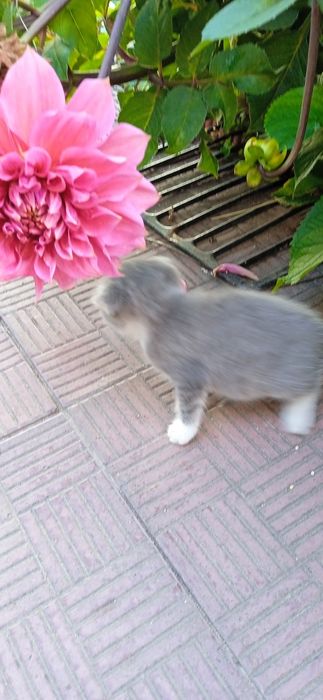 Котешенята шукають нових друзів.