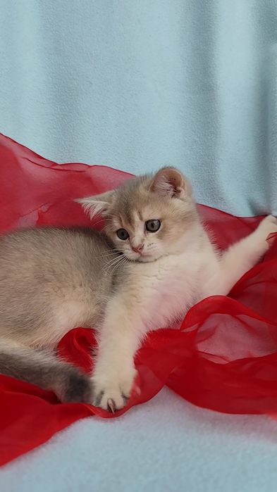Милий котик шотландська золота шиншила