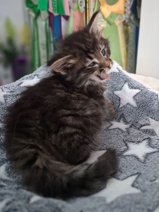 Gatinho  Bosques da Noruega com lop