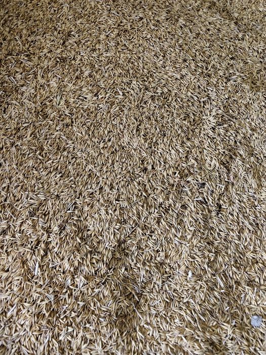 Owies, pszenica 2025