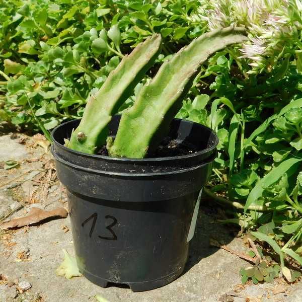 Stapelia grandiflora nr 13 sukulent wielkie włochate kwiaty