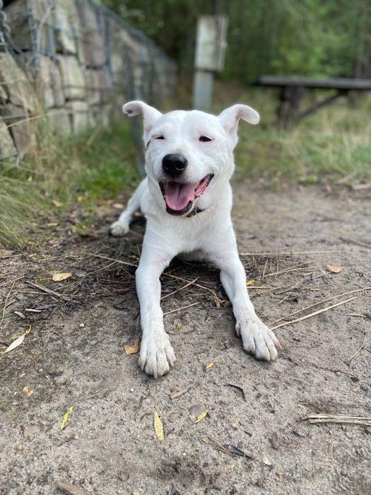 Kokos do adopcji