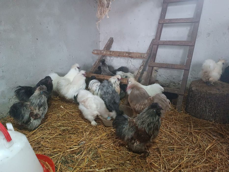 Koguty - Silki Jedwabiste, Kochiny miniatury