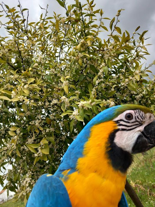 Arara ararauna femea