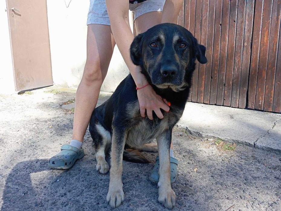 Radarek - duży psiak szuka domu