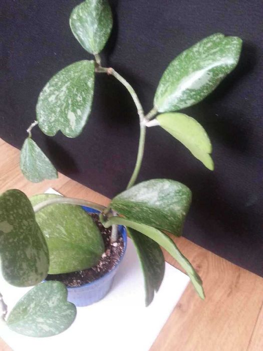 Hoya KERRI splash hoja